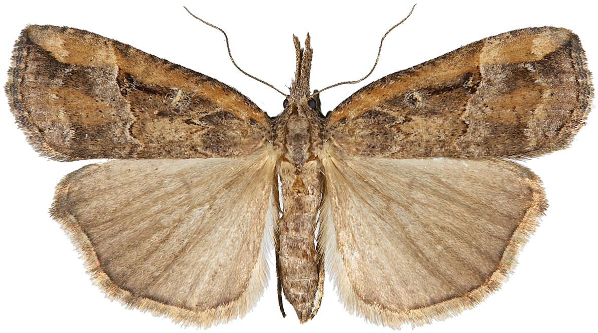 : Hypena rostralis.