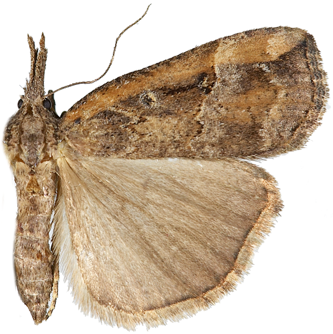 : Hypena rostralis.