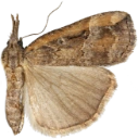 : Hypena rostralis.