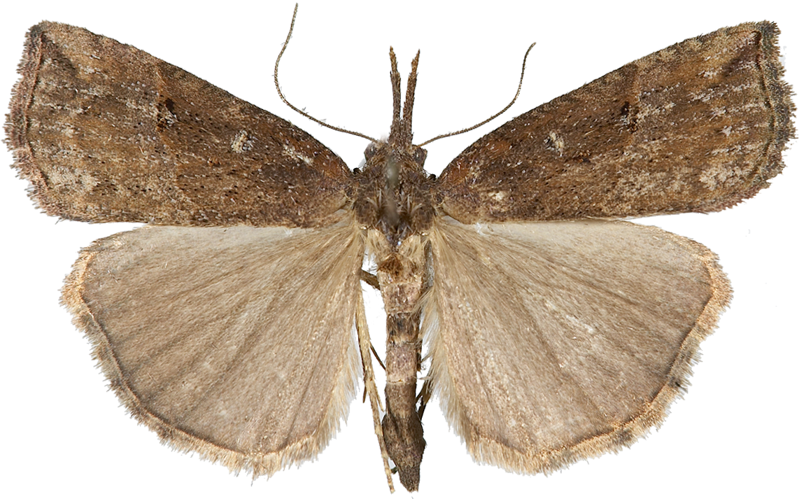 : Hypena rostralis.