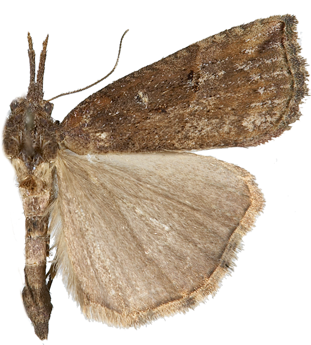 : Hypena rostralis.