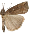 : Hypena rostralis.