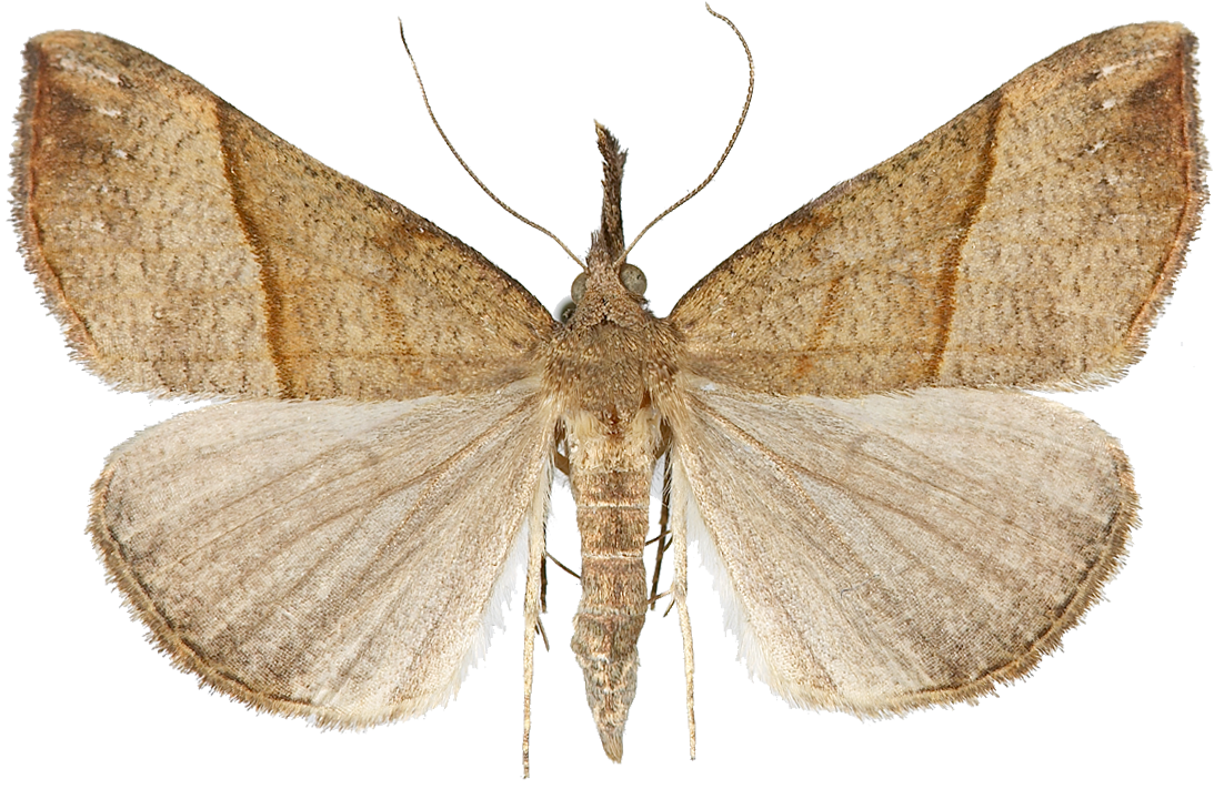 : Hypena proboscidalis.