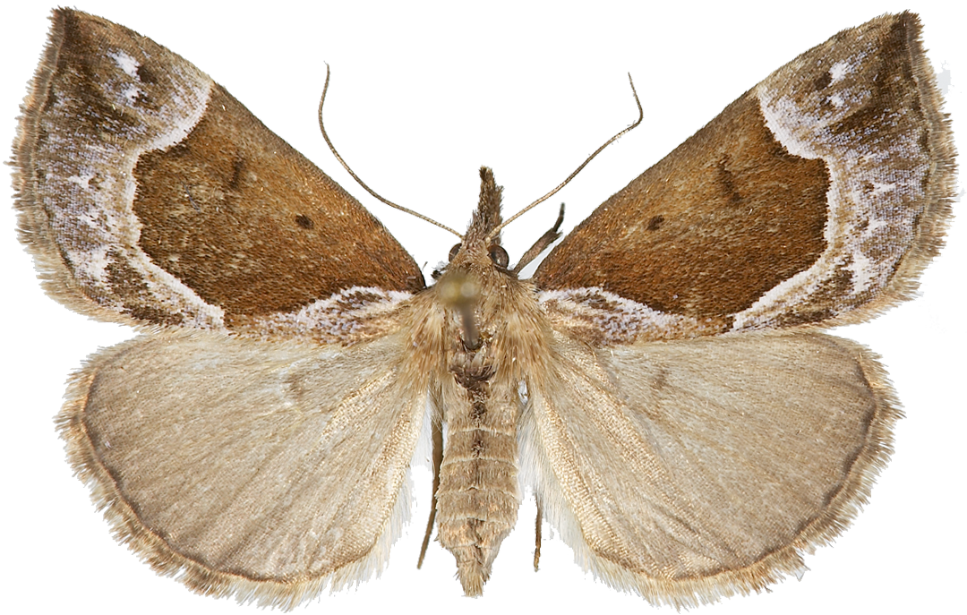 : Hypena crassalis.