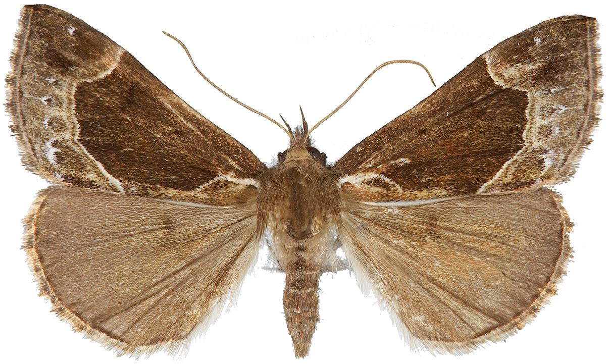 : Hypena crassalis.