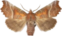 : Scoliopteryx libatrix.