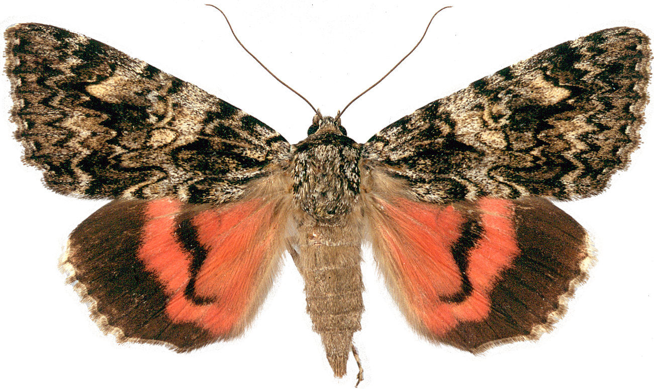 : Catocala promissa.