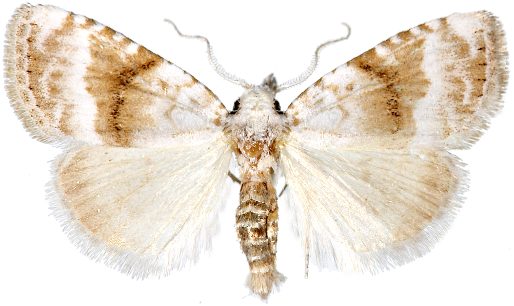 : Meganola albula.