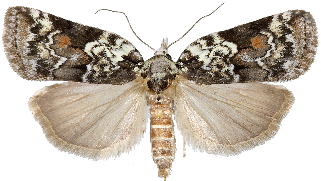 : Nycteola degenerana.