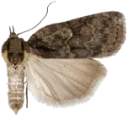 : Nycteola degenerana.