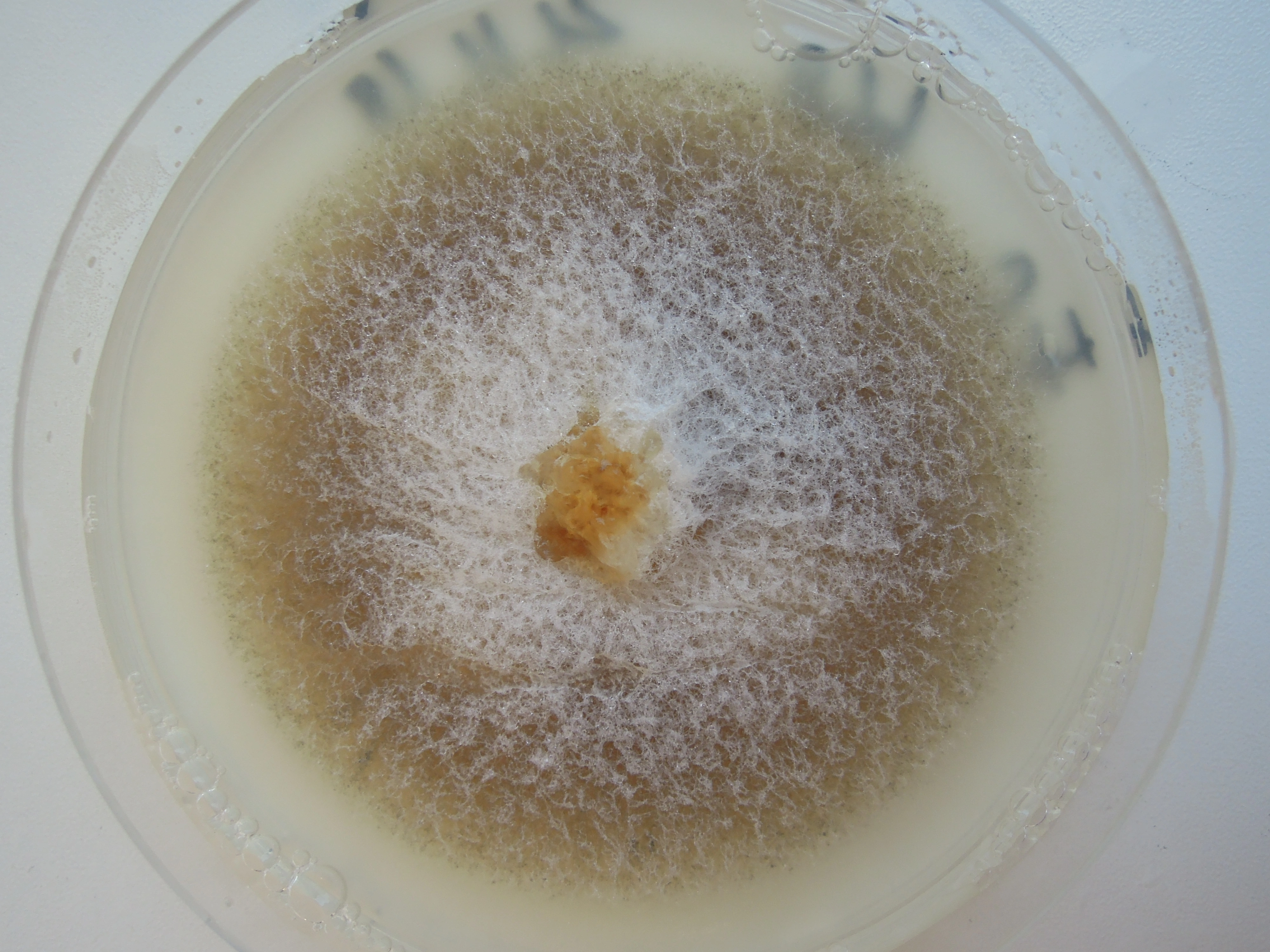 : Coccomyces australis.