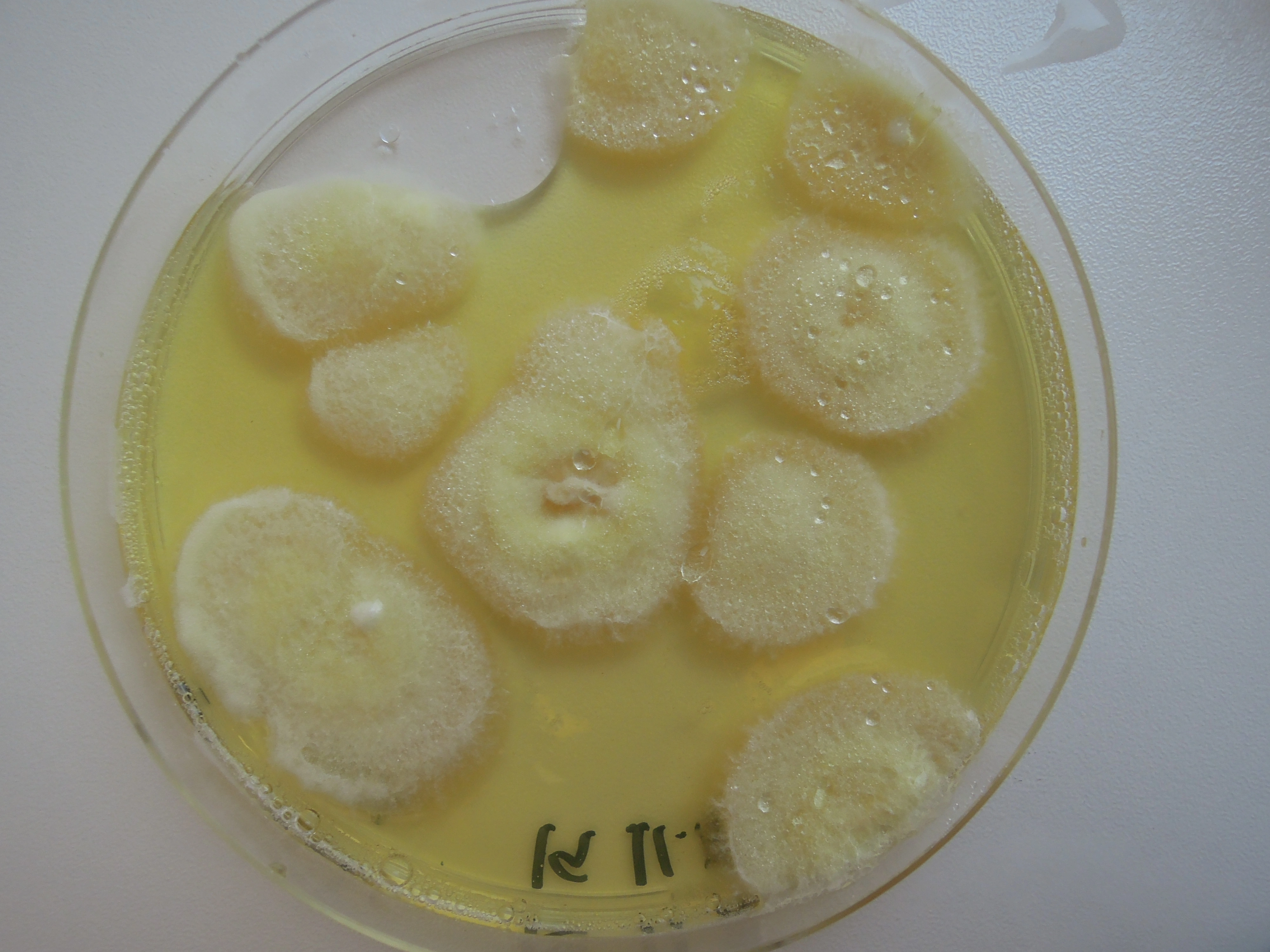 : Penicillium melinii.