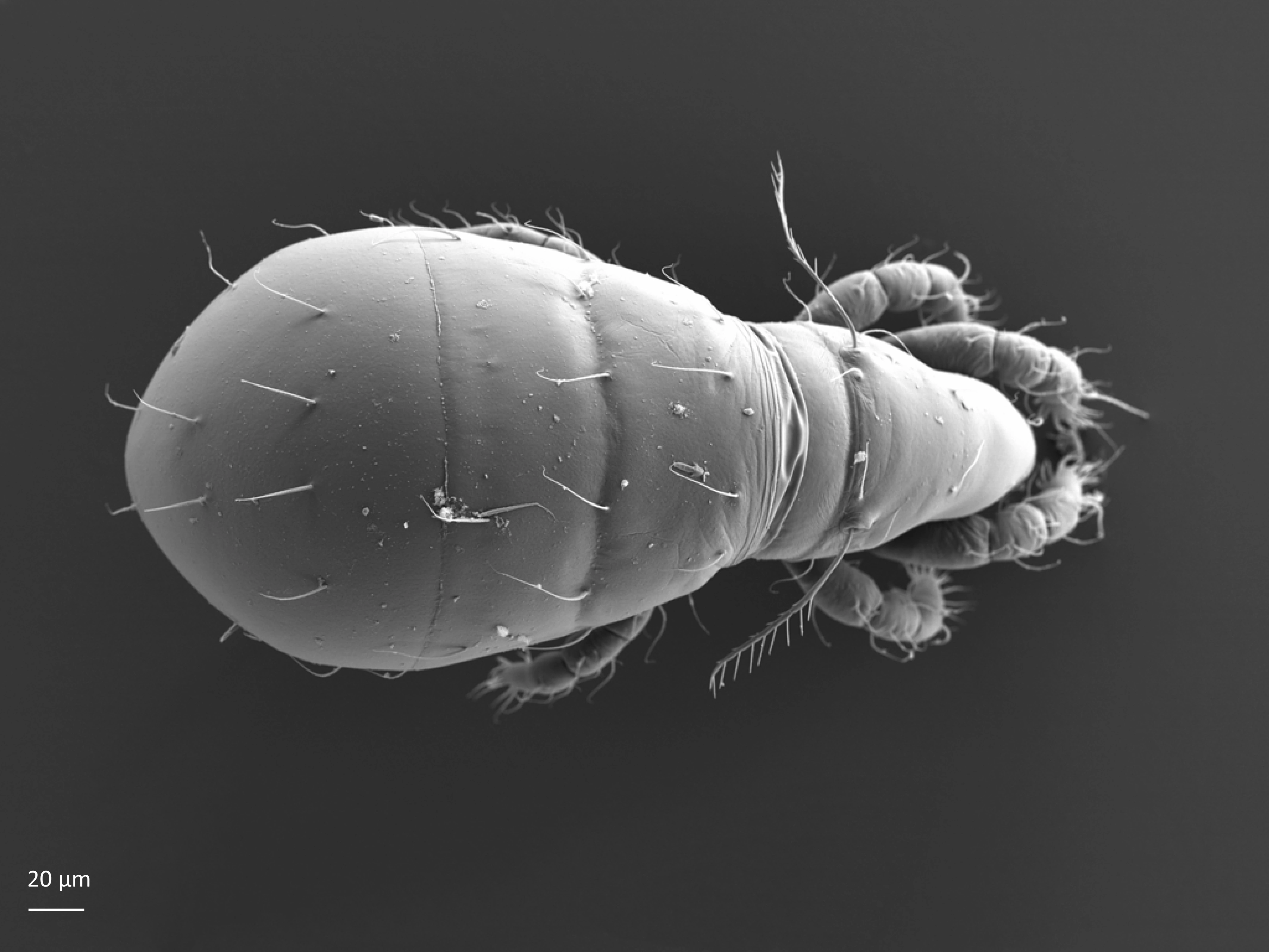 : Eniochthonius minutissimus. : Eniochthoniidae.