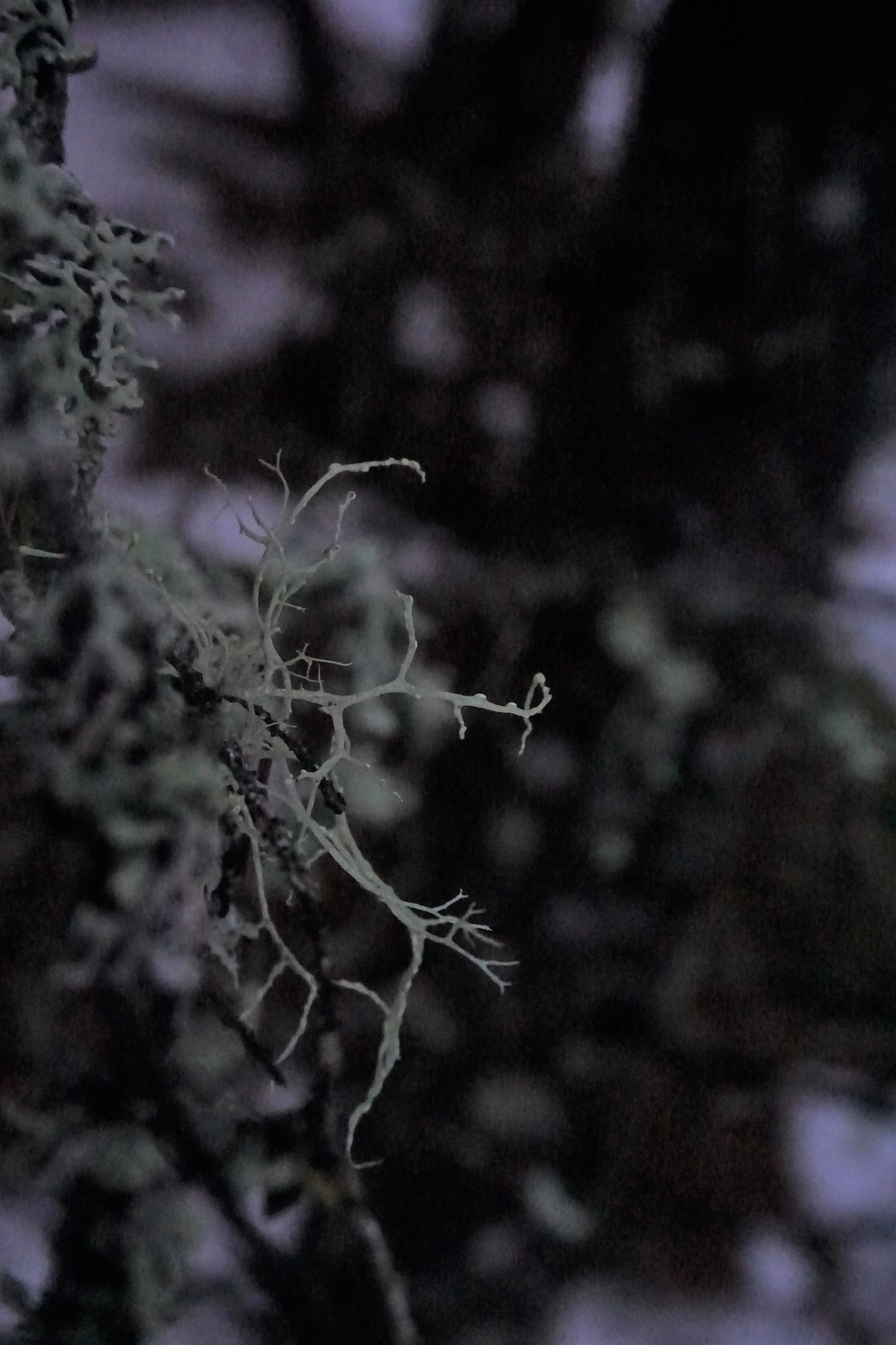 : Ramalina farinacea.