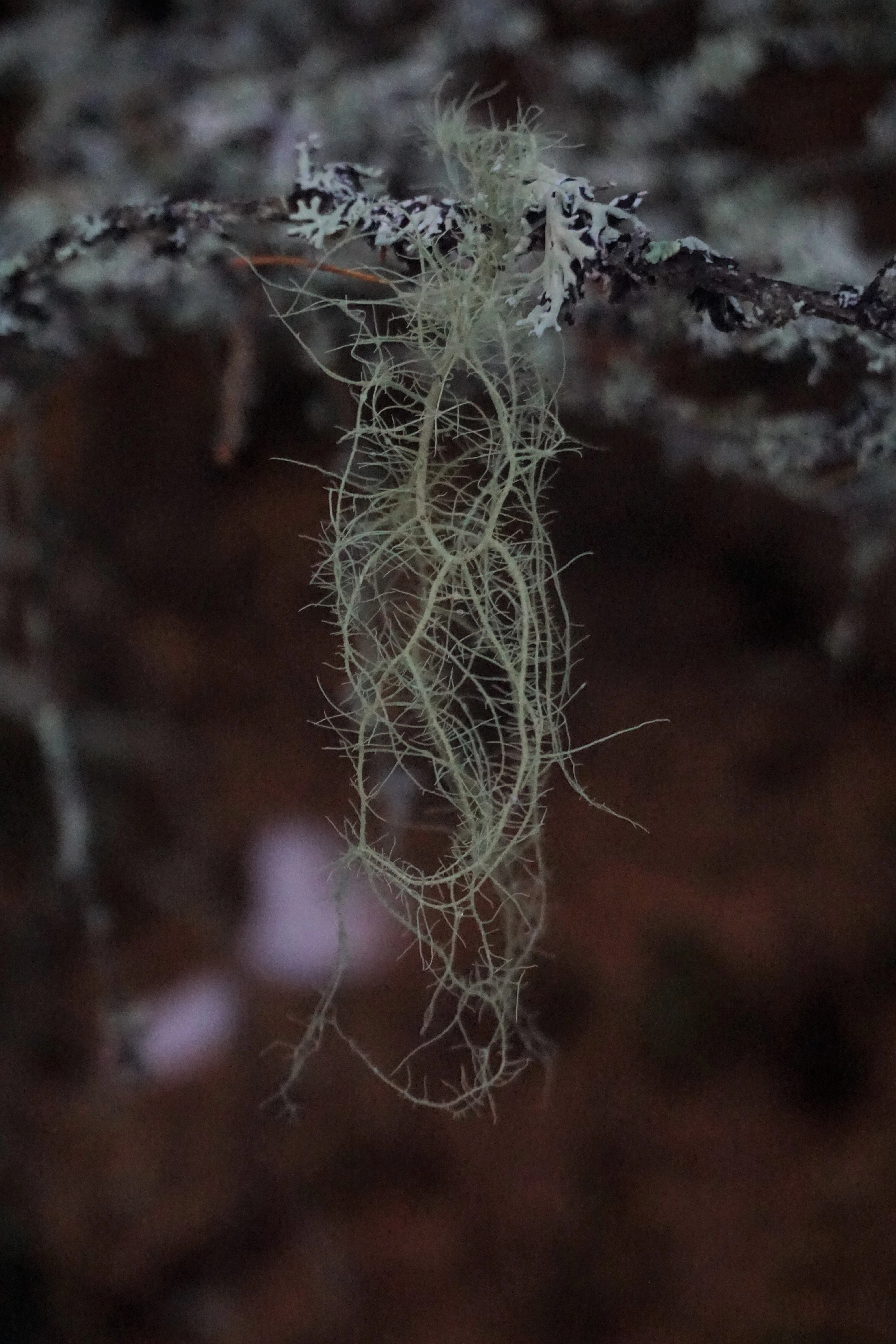 : Usnea dasopoga.