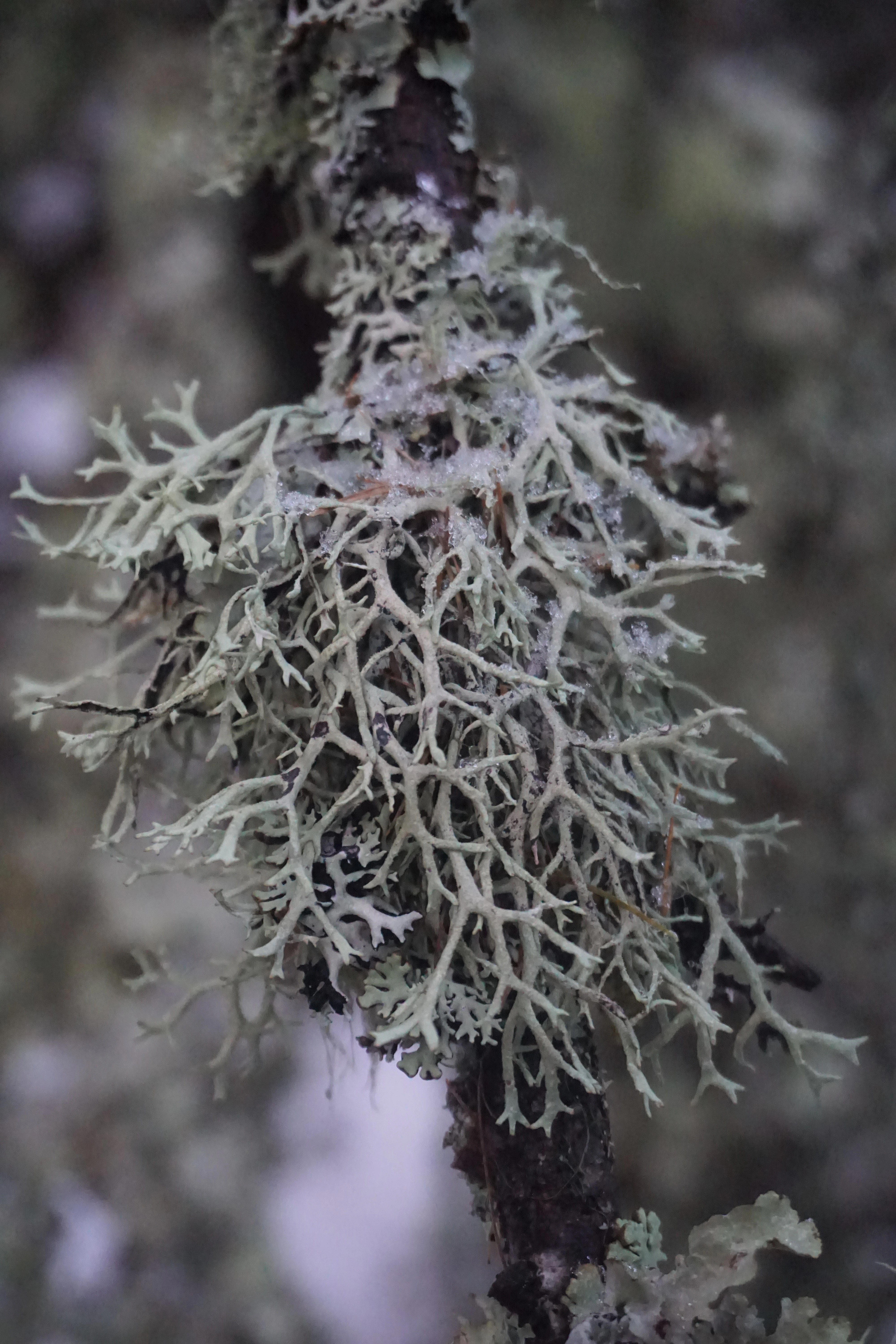 : Pseudevernia furfuracea.