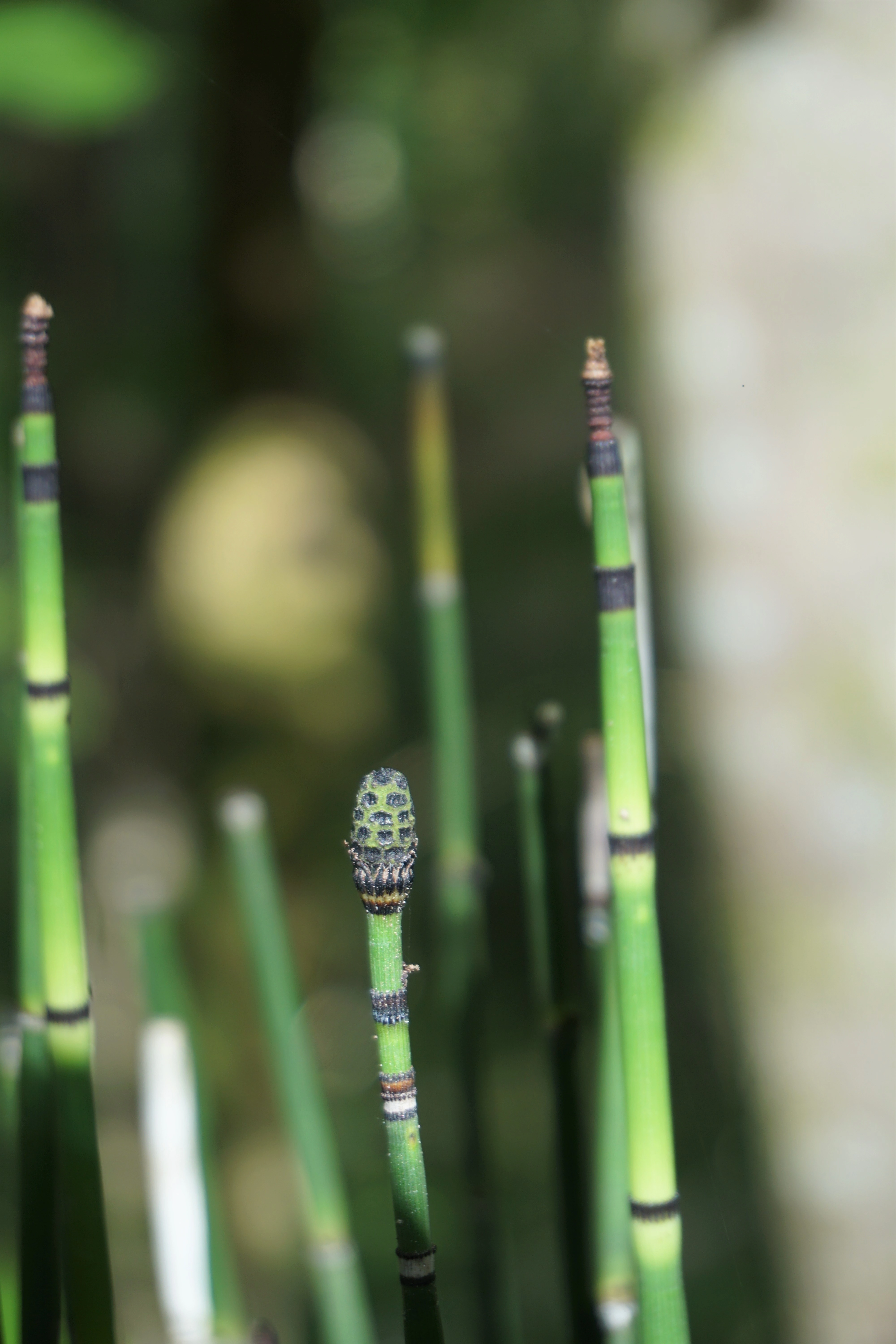 : Equisetum hyemale.