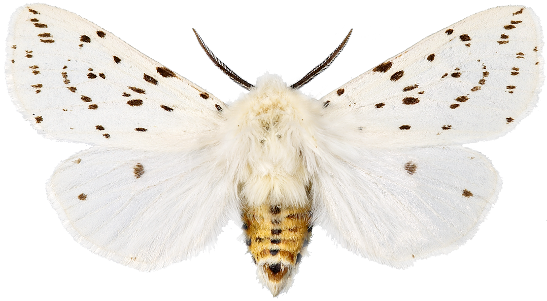 : Spilosoma lubricipeda.