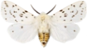 : Spilosoma lubricipeda.