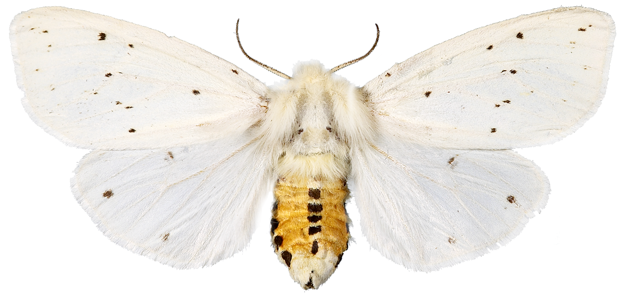 : Spilosoma lubricipeda.