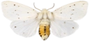 : Spilosoma lubricipeda.