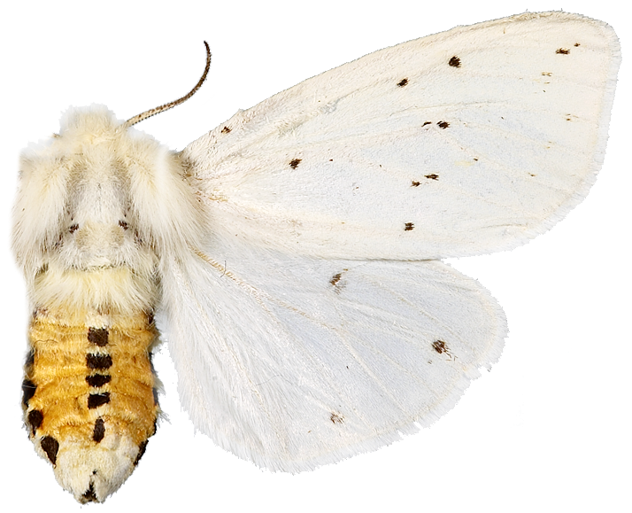 : Spilosoma lubricipeda.