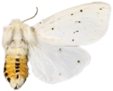 : Spilosoma lubricipeda.