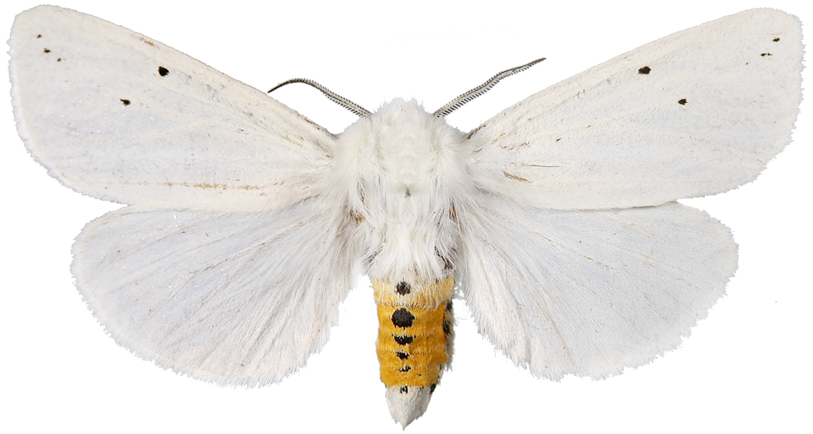 : Spilosoma urticae.