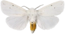 : Spilosoma urticae.