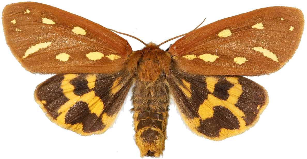 : Hyphoraia aulica.