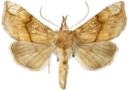 : Polychrysia moneta.