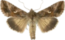 : Autographa gamma.