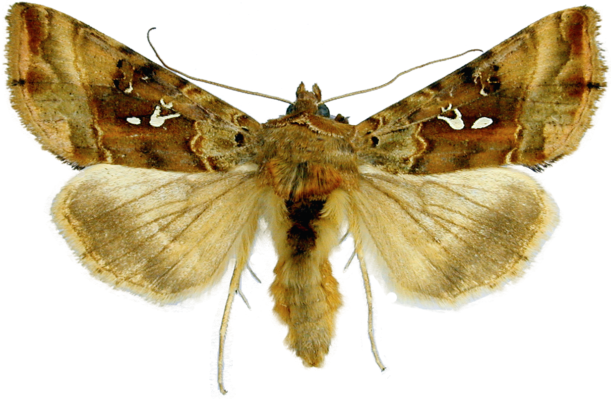 : Autographa macrogamma.