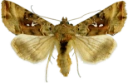 : Autographa macrogamma.