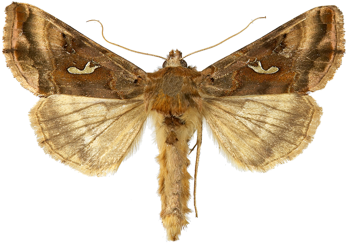 : Autographa macrogamma.