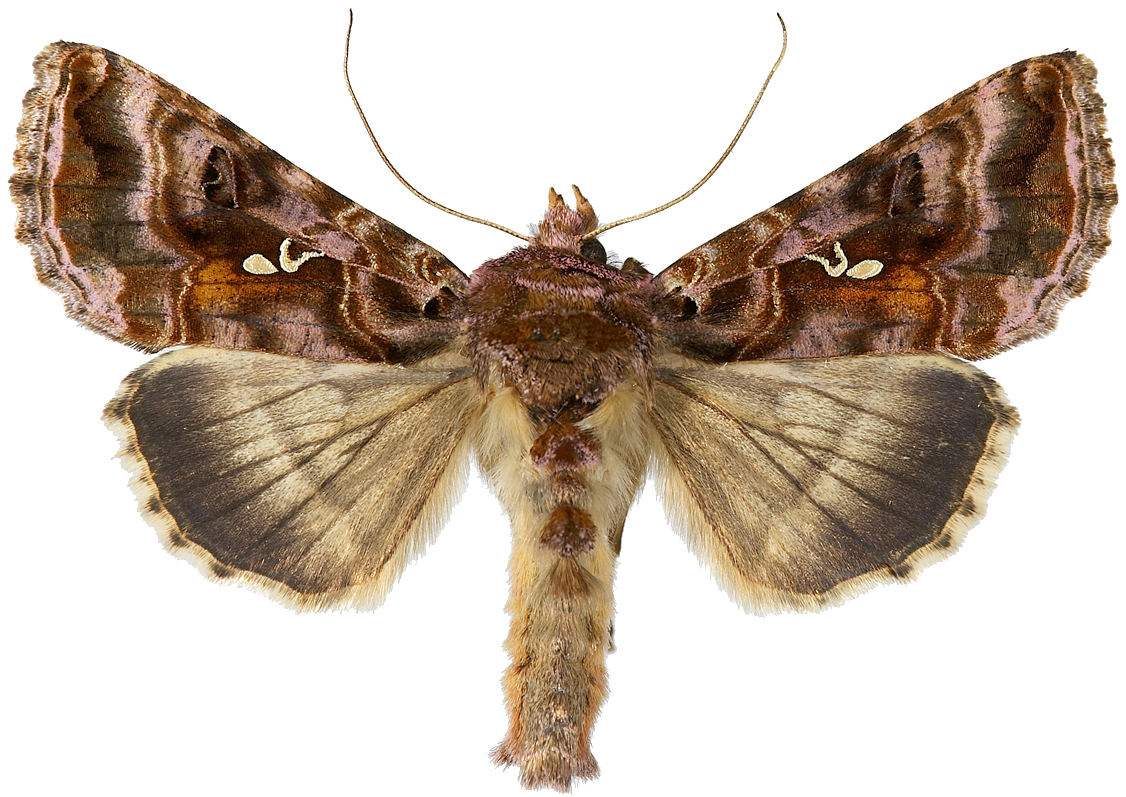 : Autographa pulchrina.