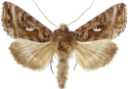 : Autographa buraetica.