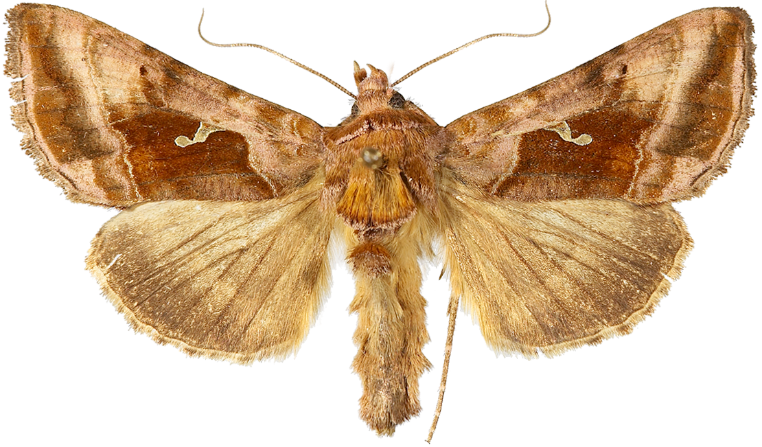 : Autographa jota.