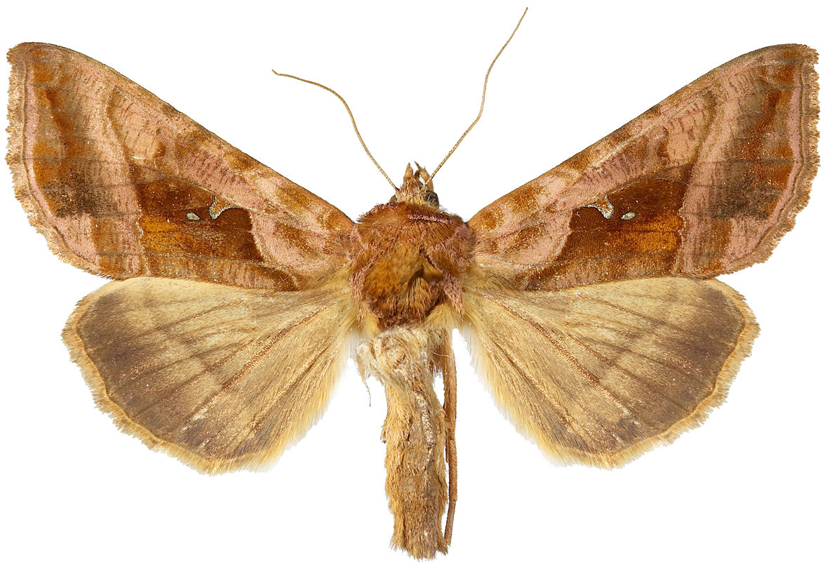 : Autographa jota.