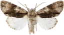 : Acronicta alni.