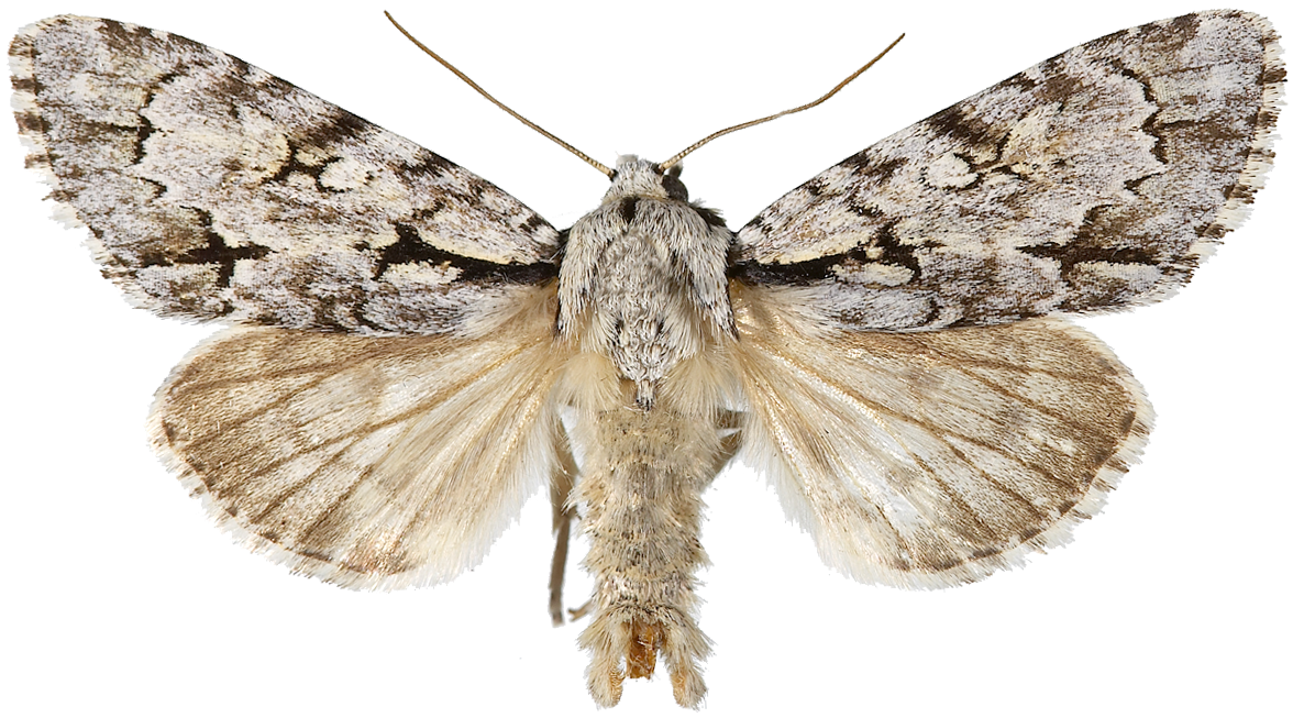 : Acronicta cuspis.