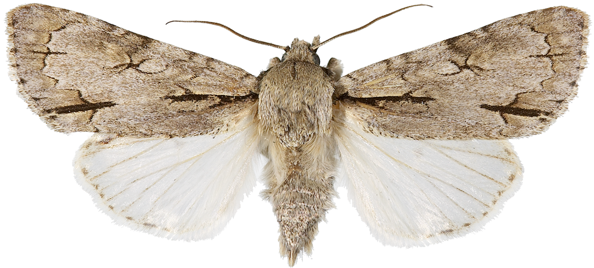 : Acronicta psi.