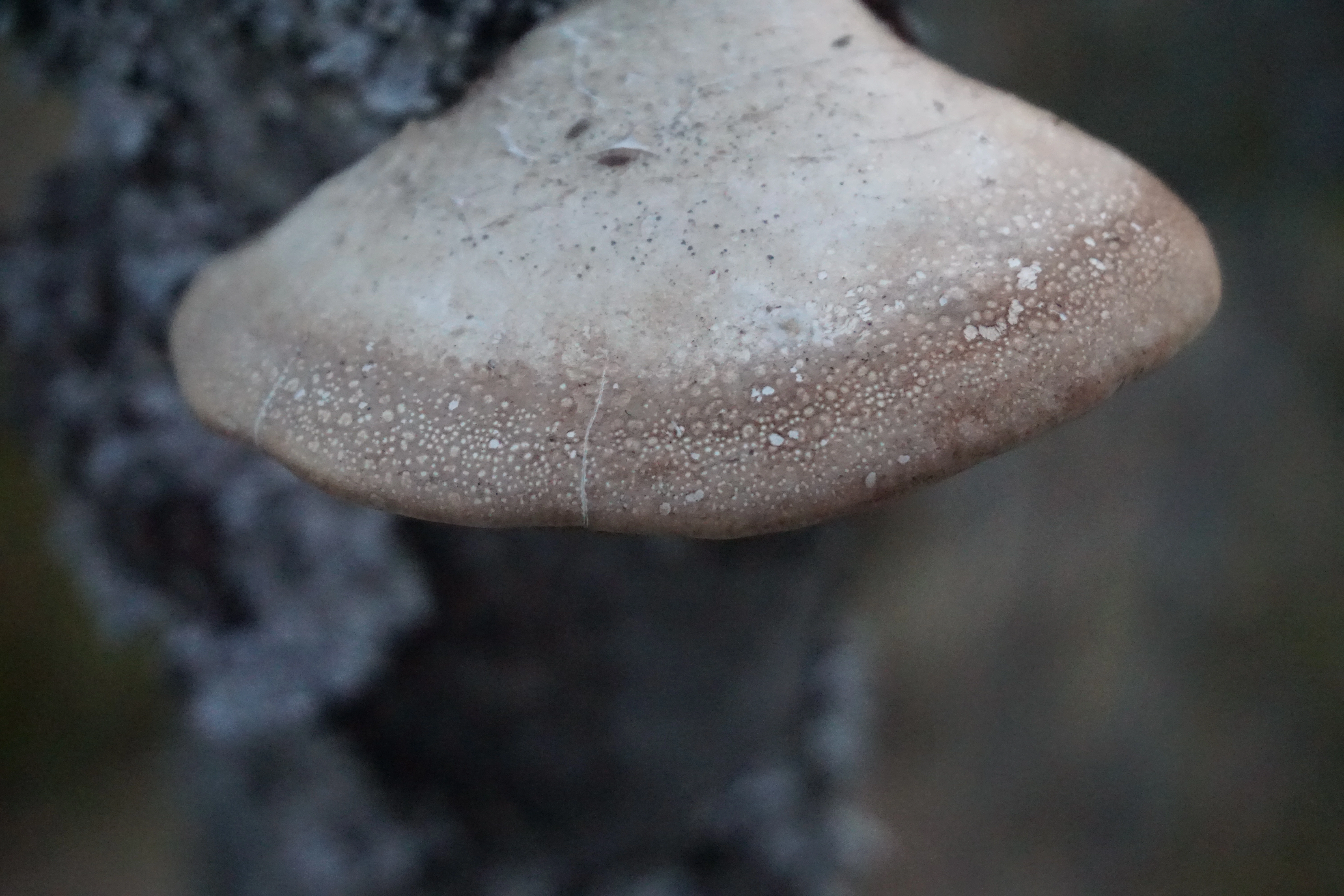 : Piptoporus betulinus.