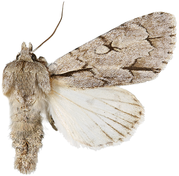 : Acronicta psi.