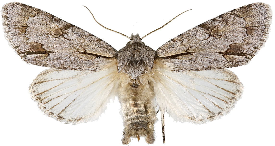 : Acronicta tridens.