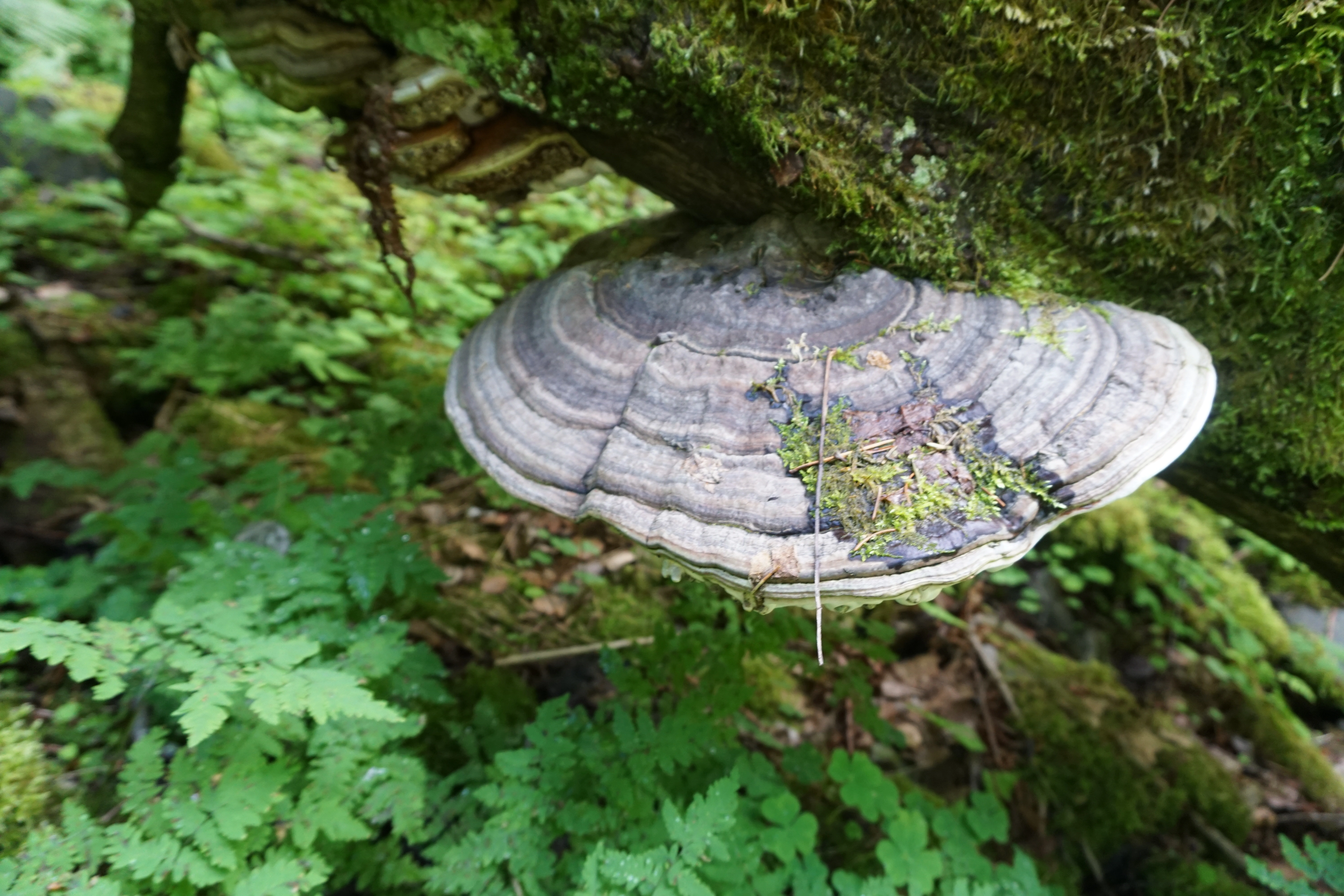 : Ganoderma applanatum.