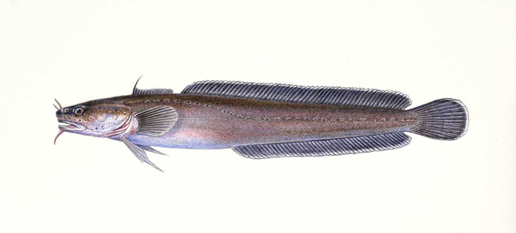 : Gaidropsarus mediterraneus.