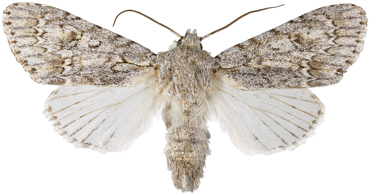 : Acronicta aceris.