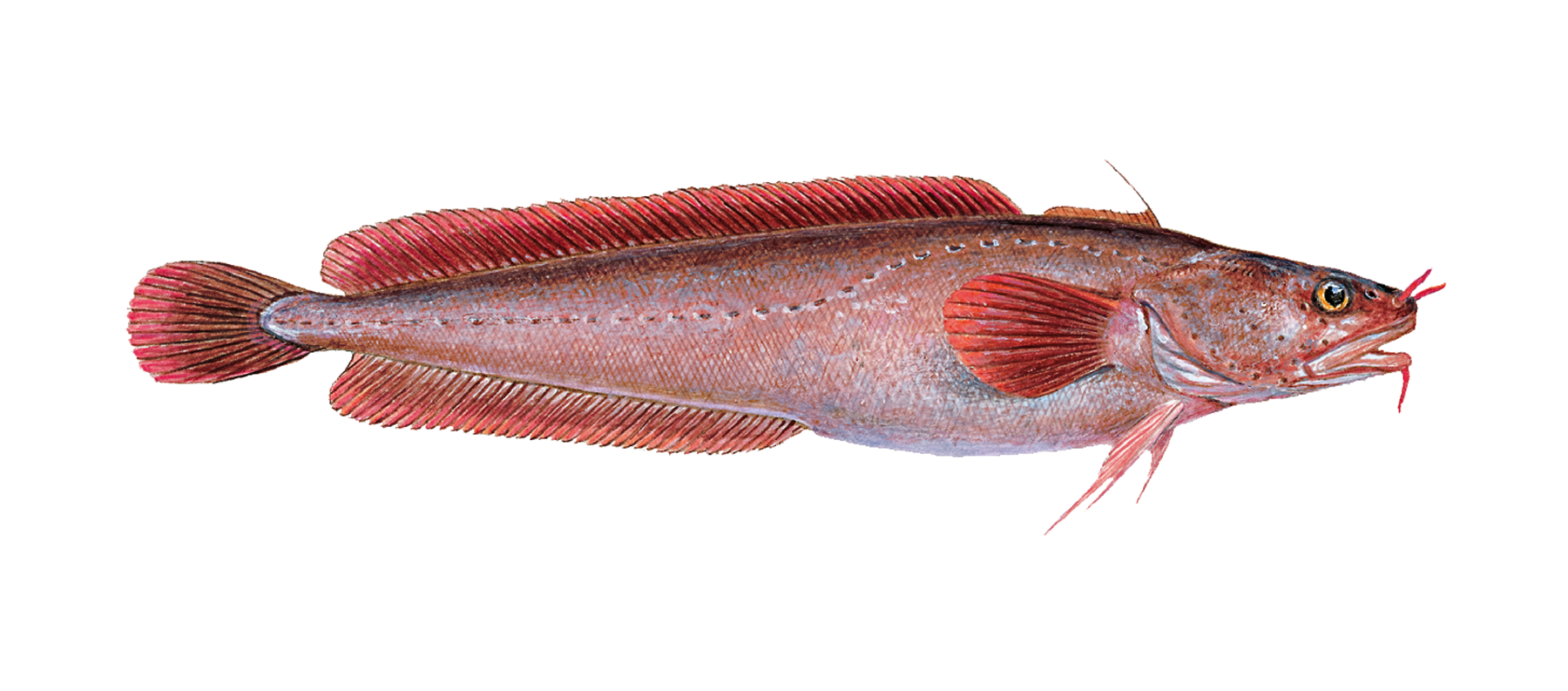 : Gaidropsarus argentatus.