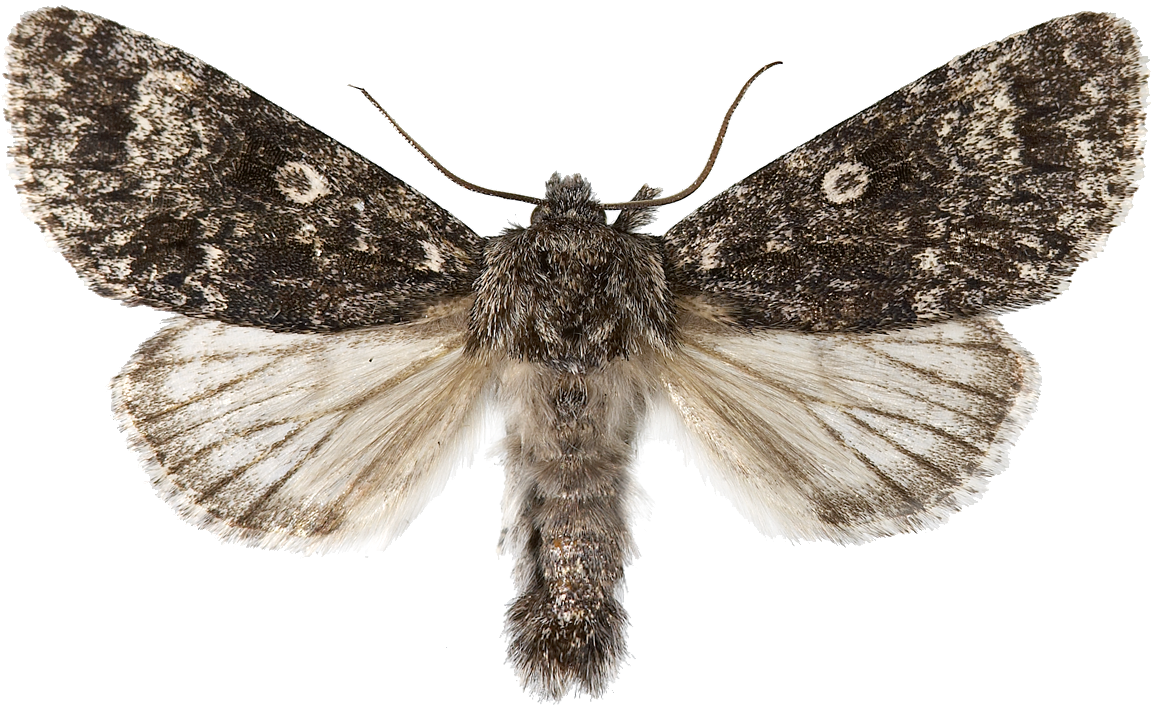 : Acronicta megacephala.